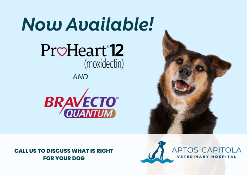 Carousel Slide 4: ?? Easy, Long-Lasting Protection for Your Dog! ??
?? ProHeart® 6 or 12
One injection provides 6 or 12 months of continuous heartworm prevention.
?? Bravecto® Quantum
One quick injection. One full year of flea and tick protection.
Less to remember. More time to enjoy life with your dog! ????
?? Contact us to find out if these long-lasting options are right for your pet.
