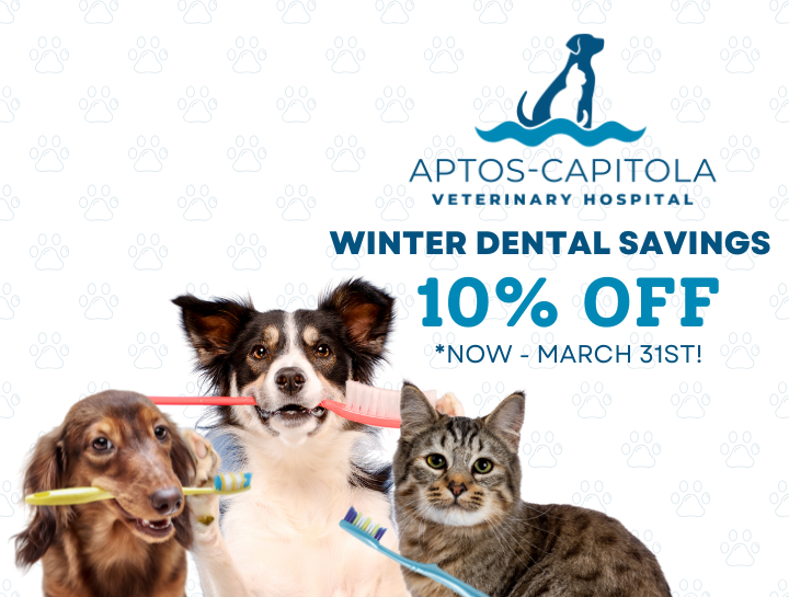 Winter Dental Savings for Your Pet: Keep Their Smile Healthy and Save!